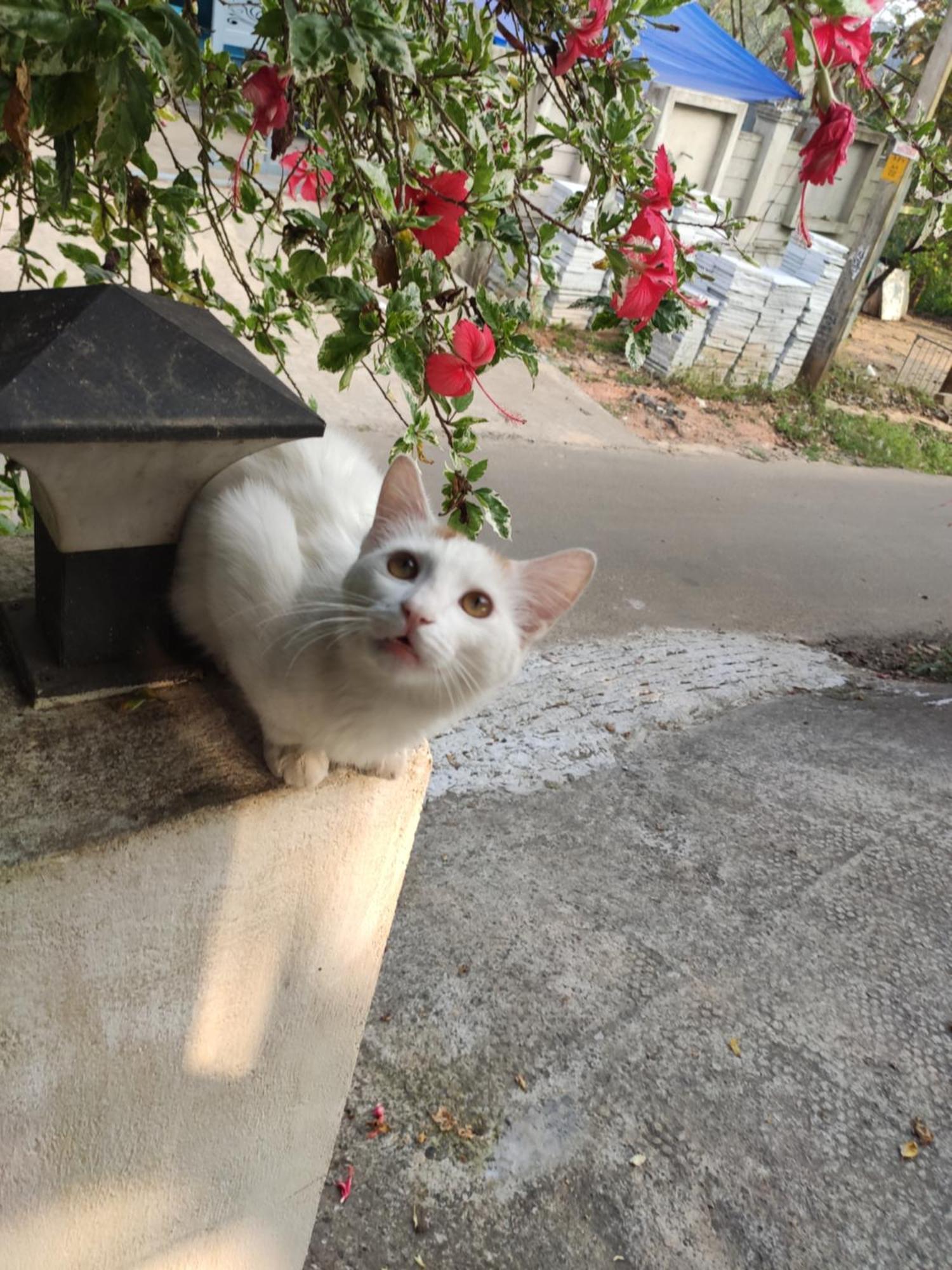 Soly'S Villa Homestay Munnar Kültér fotó