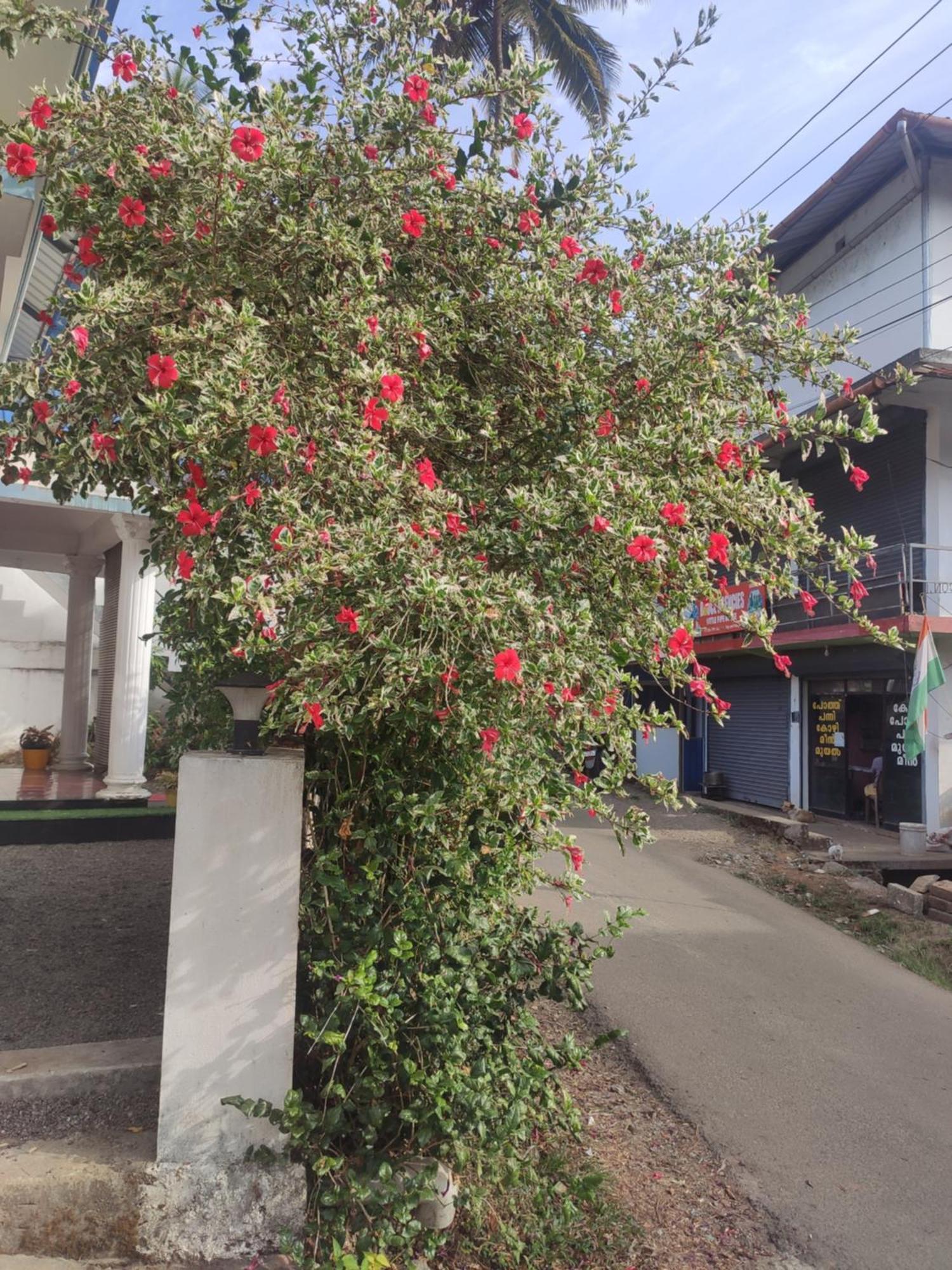 Soly'S Villa Homestay Munnar Kültér fotó